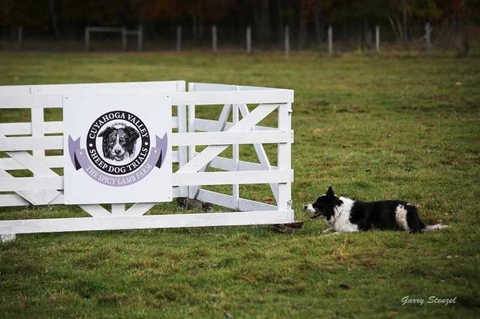 The Border Collie Because There Is No Better Dog