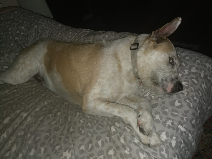 Wally sleeping 
