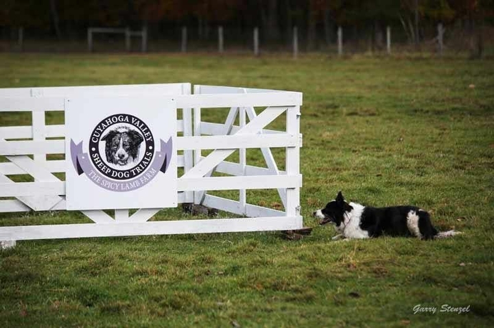 The Border Collie Because There Is No Better Dog