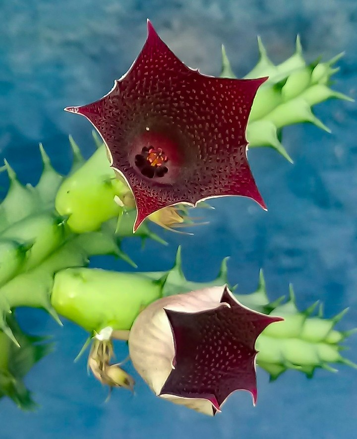 Flor de cactos