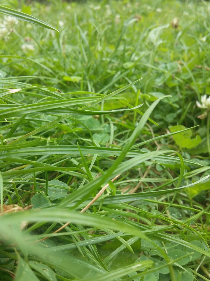 nature