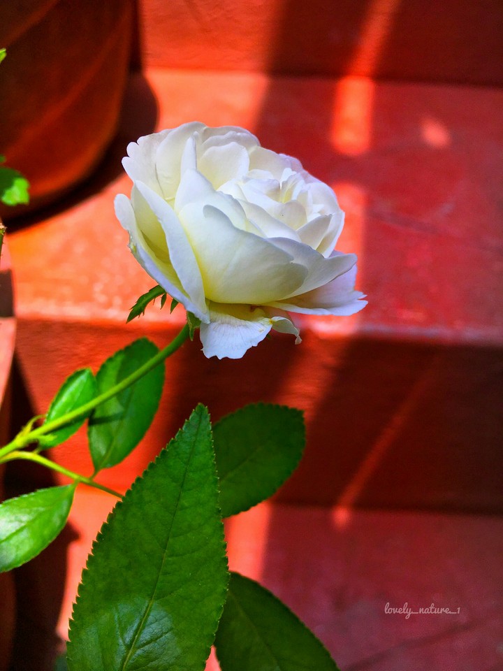 white rose
