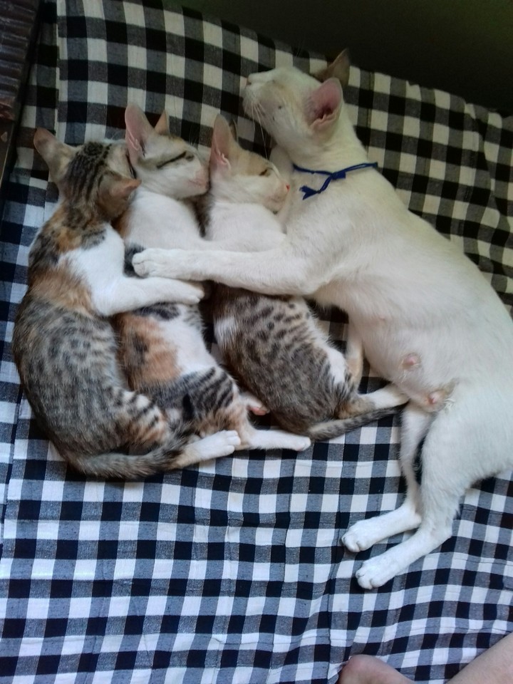 love u cat