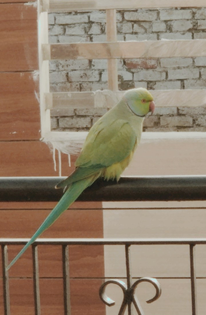 Amritsari