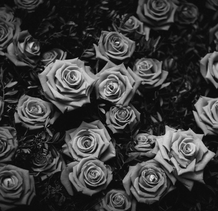 The black rose