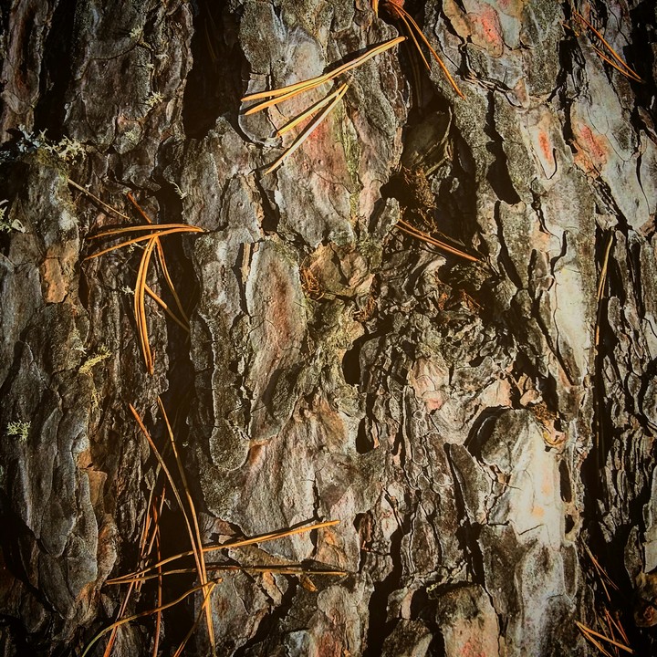 In the forest