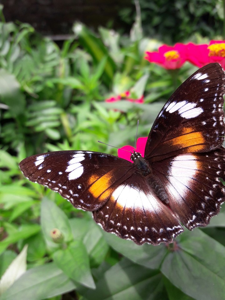 butterfly