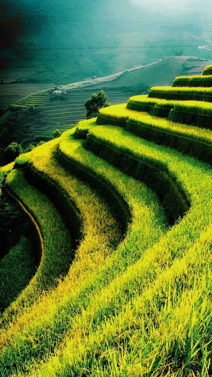 #Green_Waves