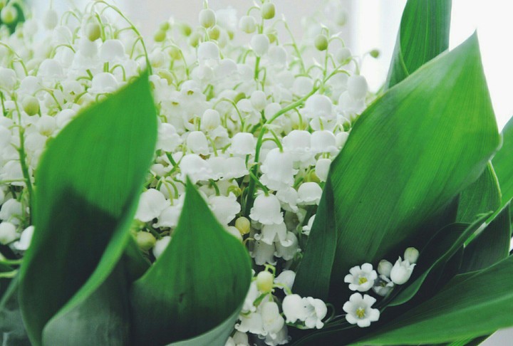 spring flowers