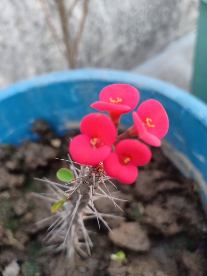 #crown-of-thorns