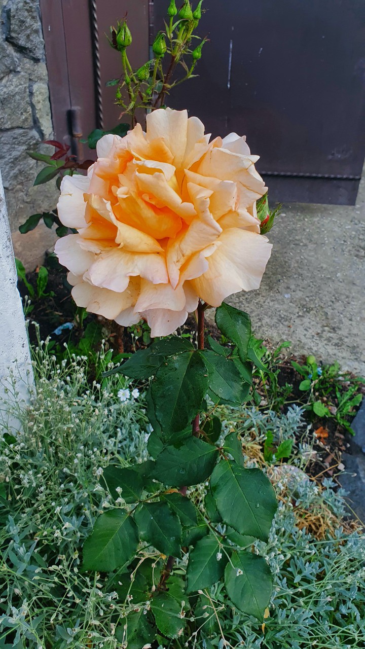 Rozalia
