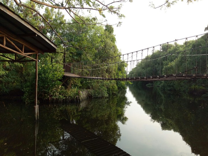 Hutan Mangroove