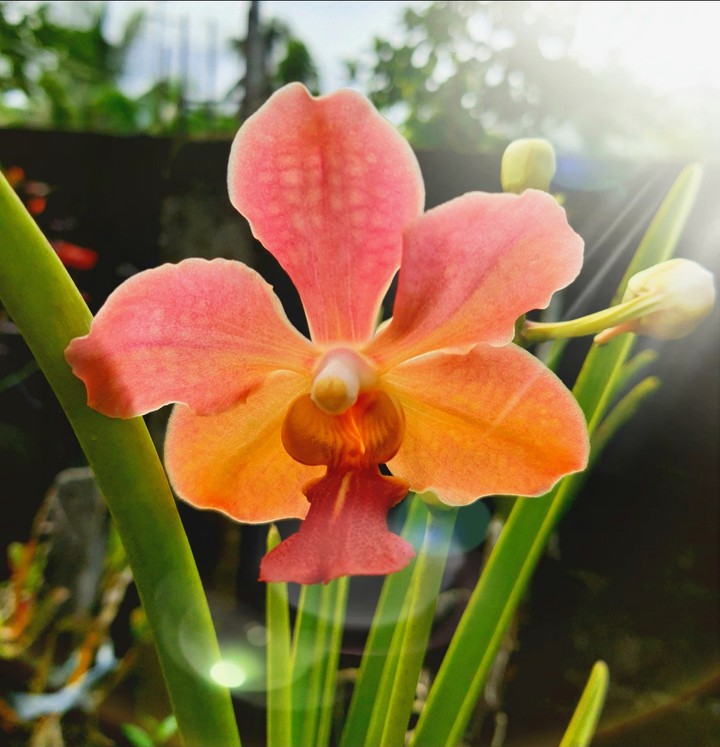 sunshine my flower