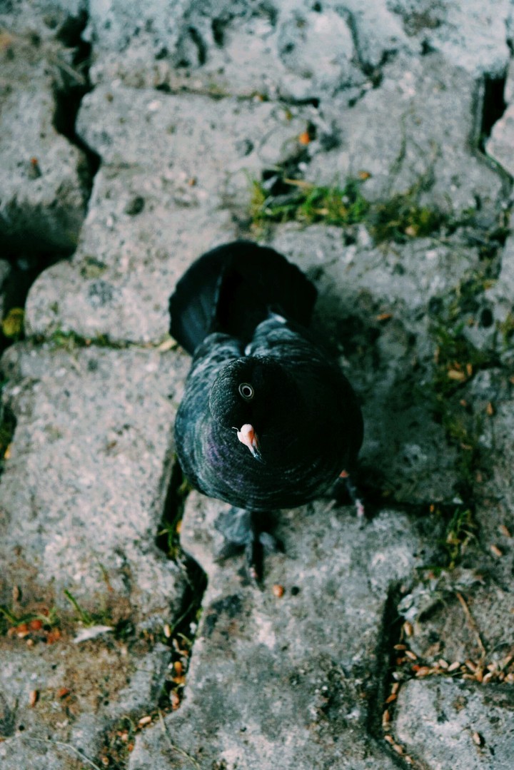 güvercin pigeon