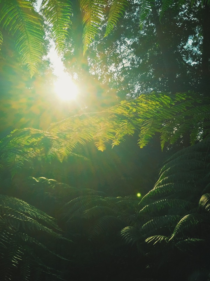 Ferns
