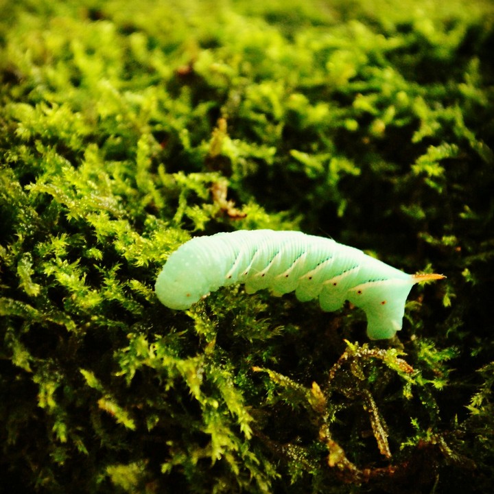 caterpillar