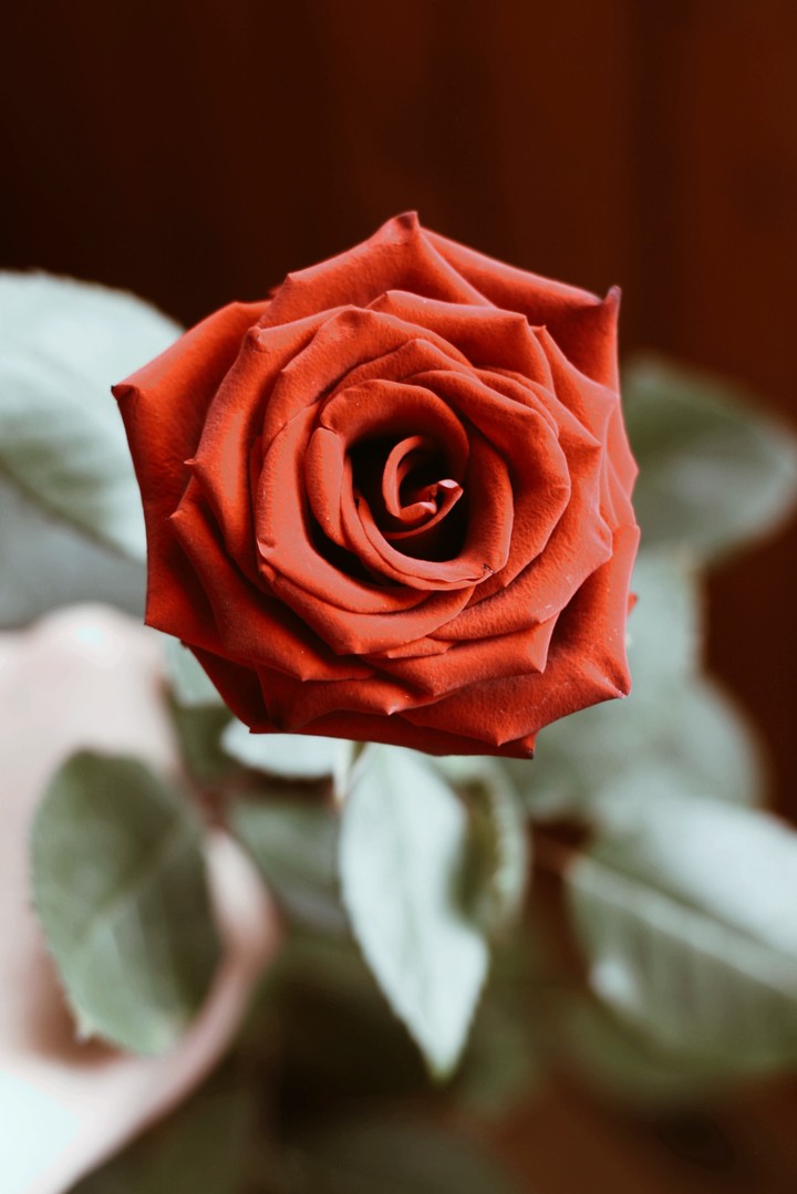 rose/роза