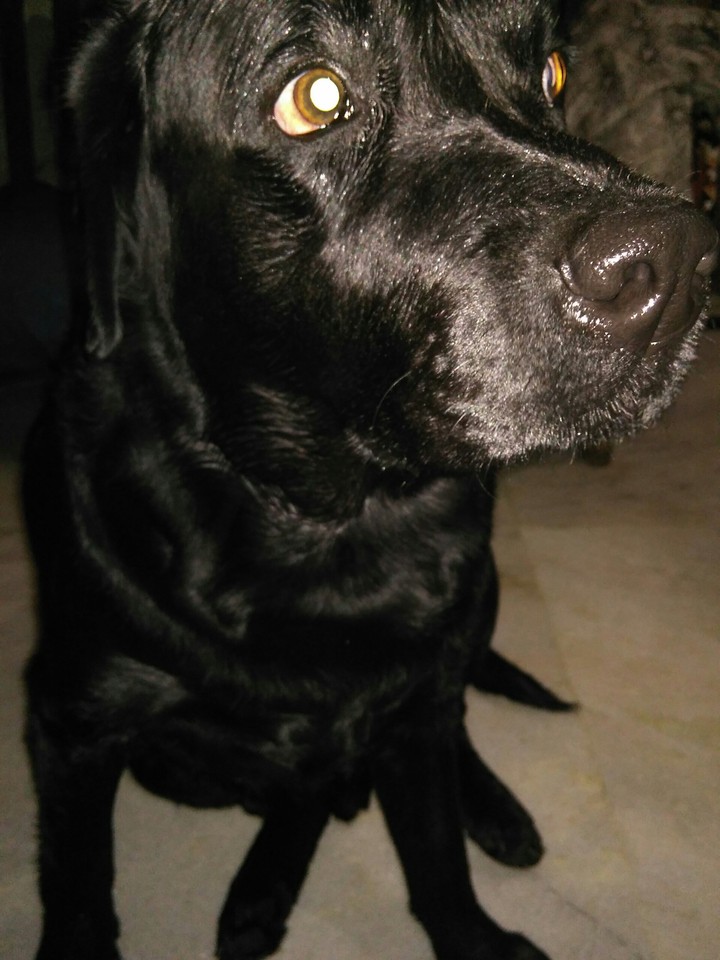 dog