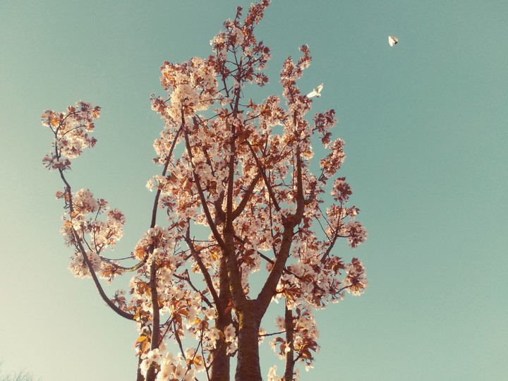 fresh calming relaxing spring vibes