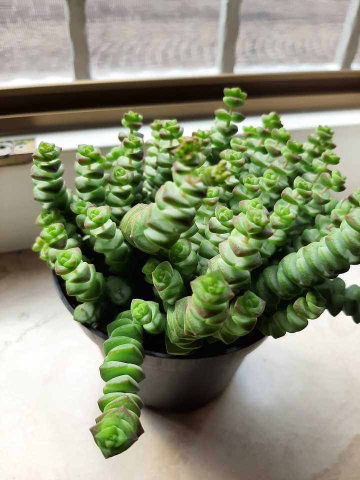 pianta grassa , new entry
