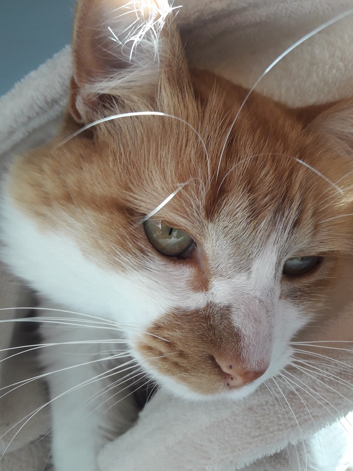 zari cat