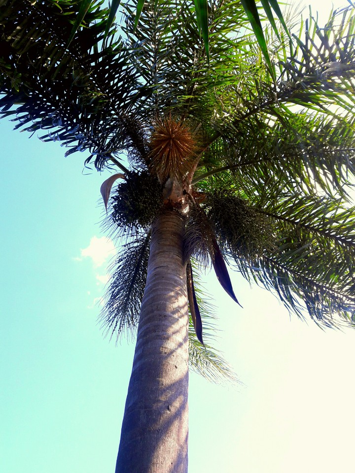 tree
