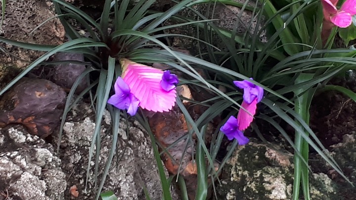 Topiche Blume