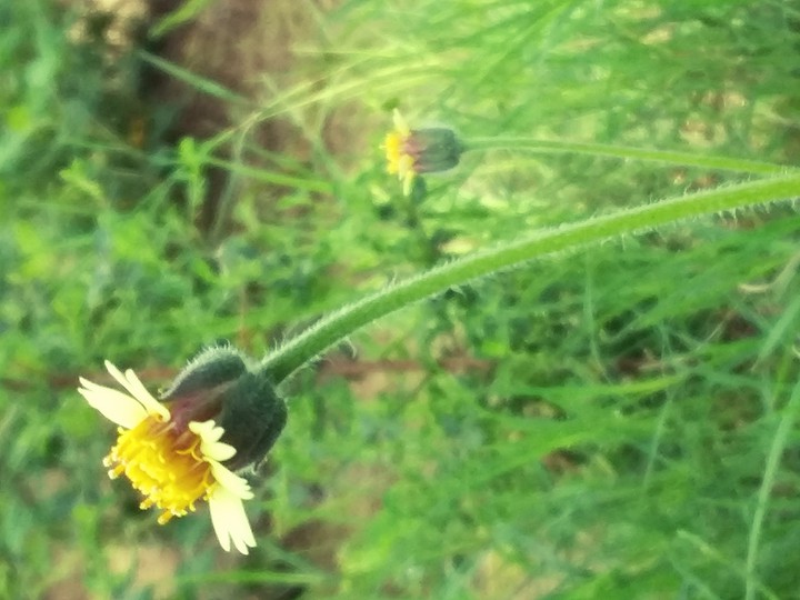 nature pic