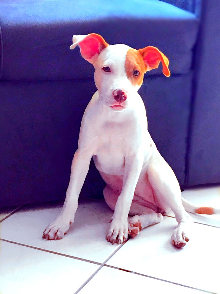 pipoca 