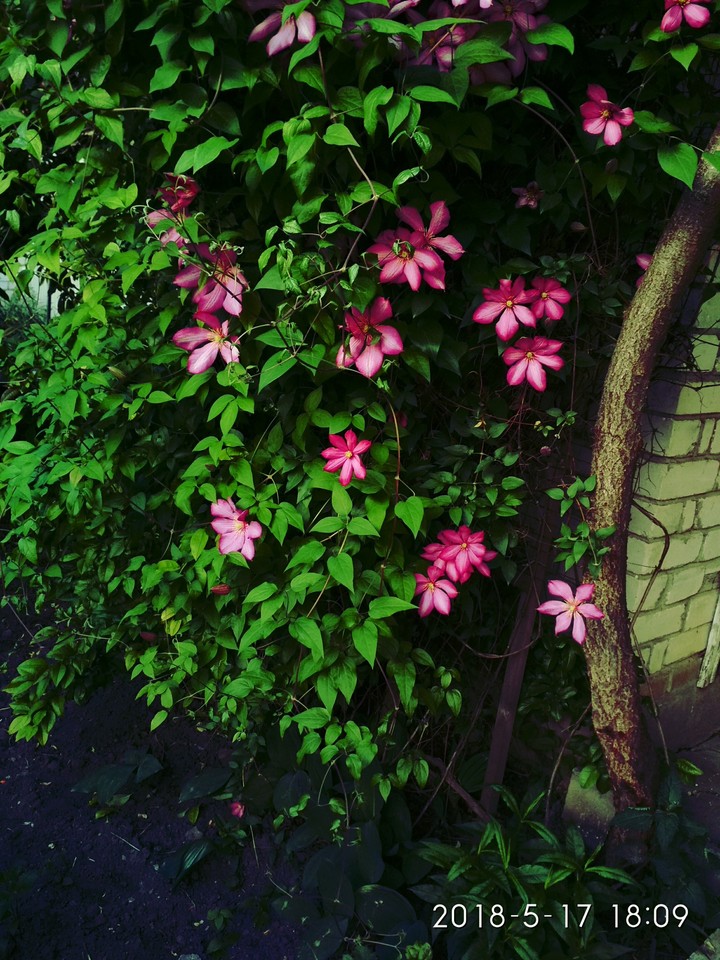 And again clematis
