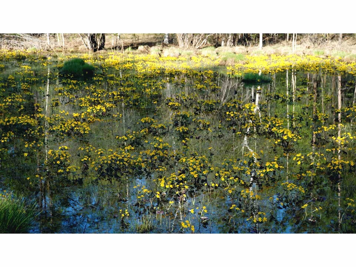 Flowers in may