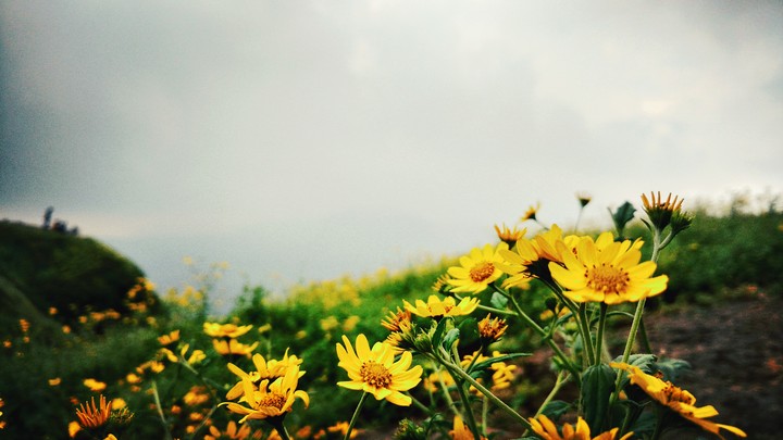 nature