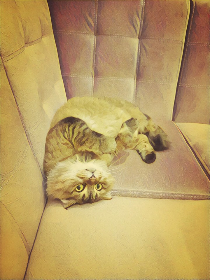 кот