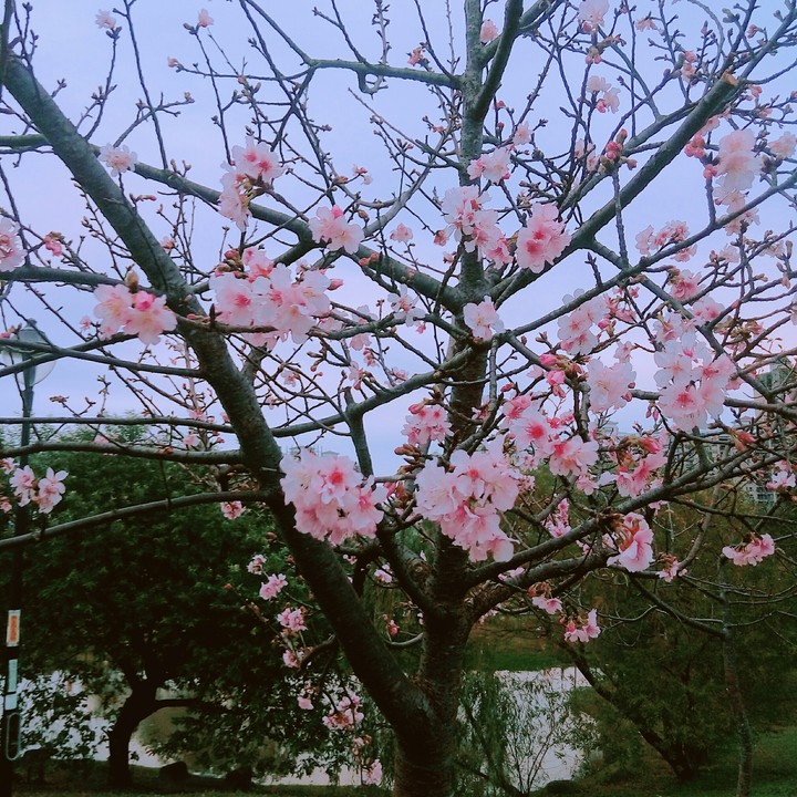 櫻花