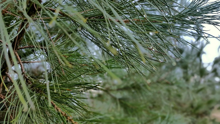 Rain