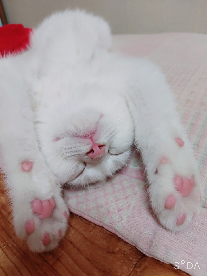만세
