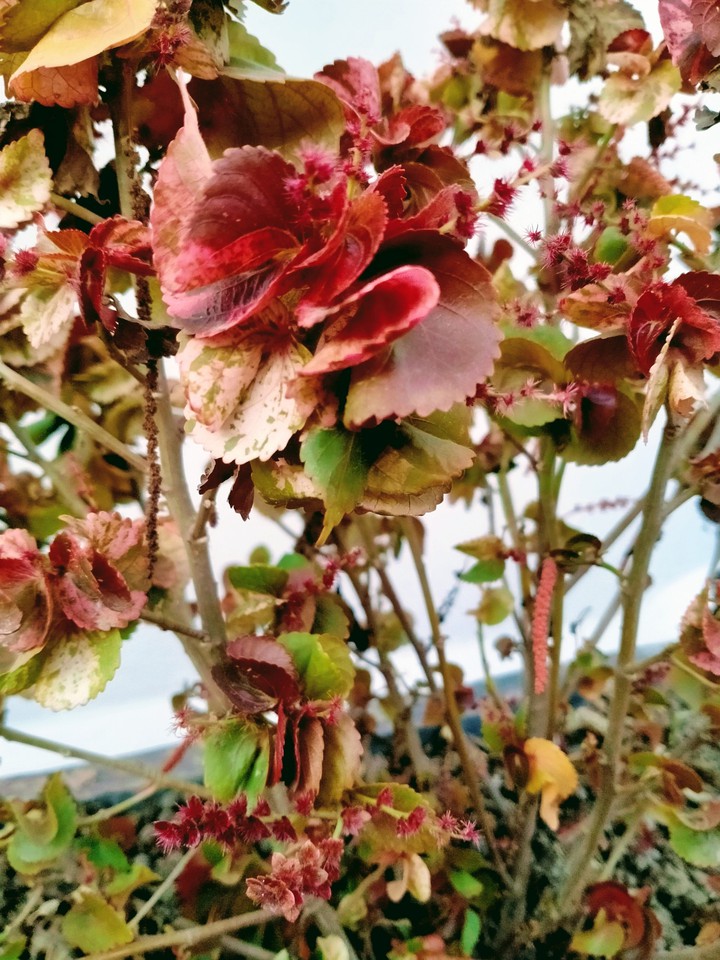 copper leaf plant..
