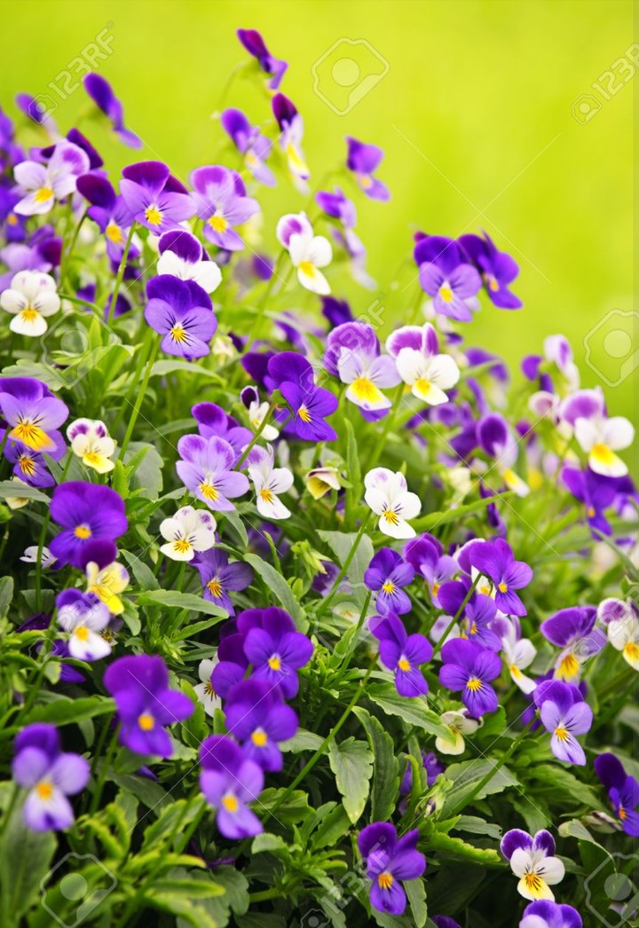 violet