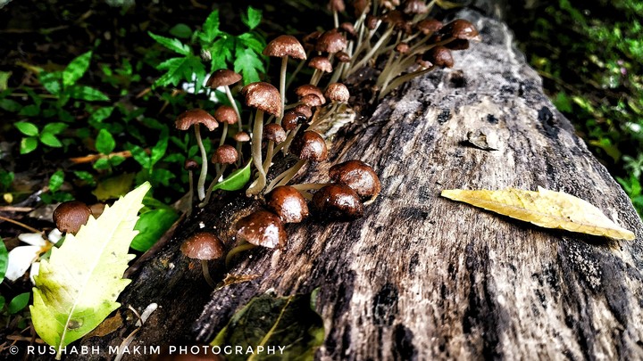 Mashroom World