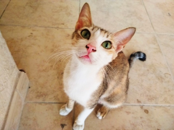 kitty cat