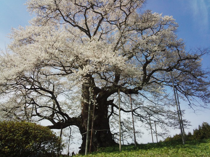 cherryblossom