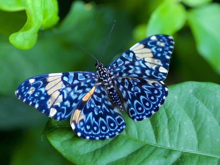butterfly