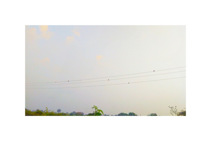 morning bird's