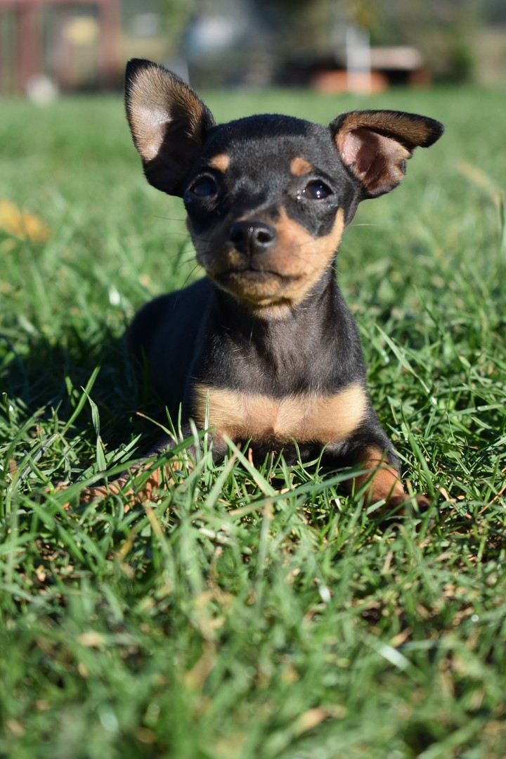 puppy