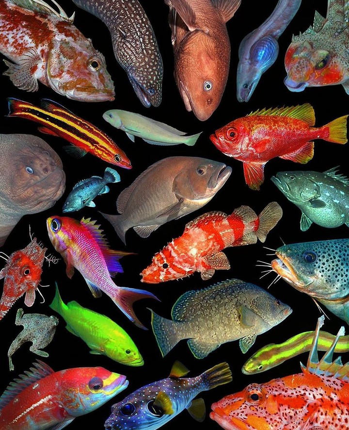 fish ?