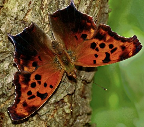 wildlife, insect桌布