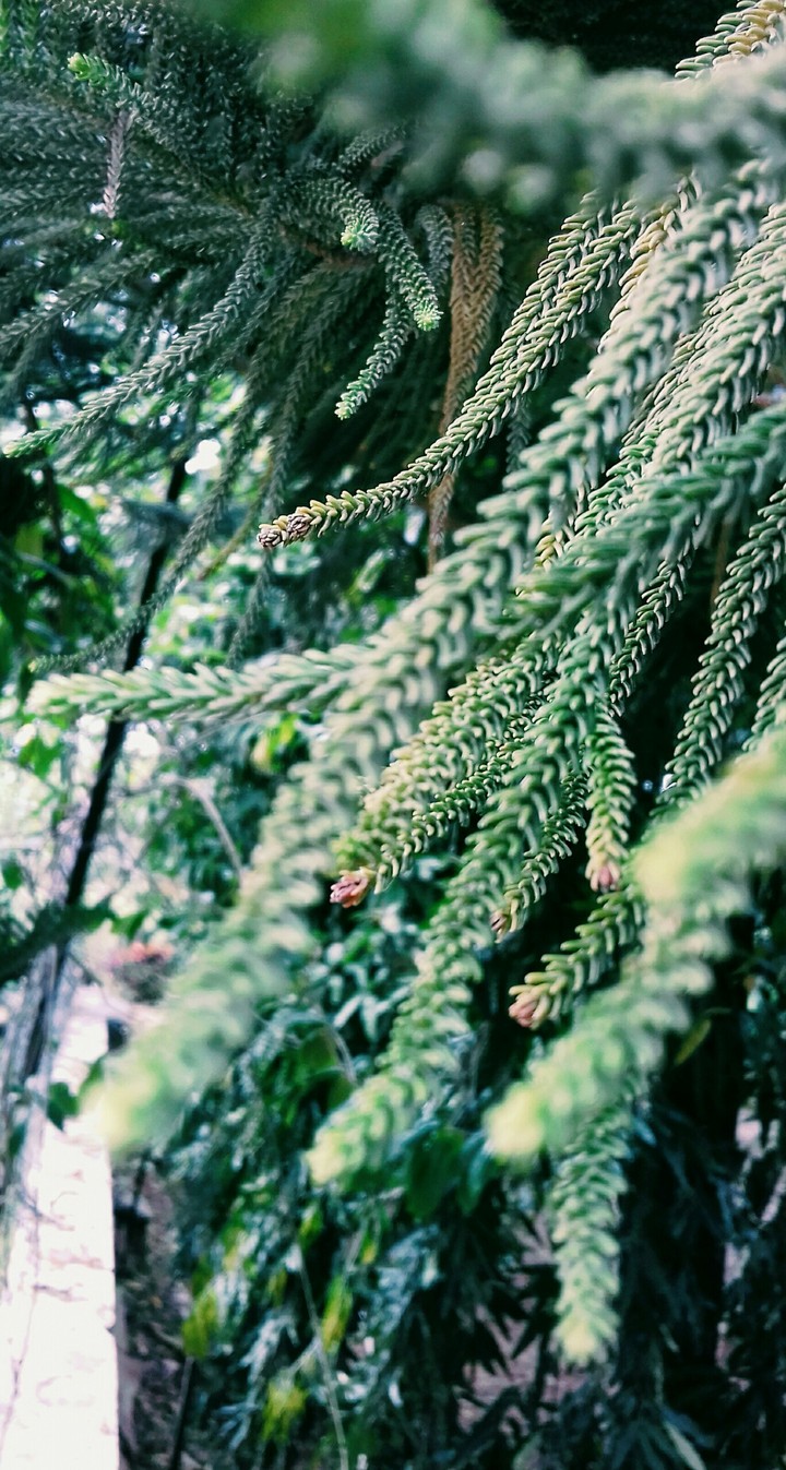 Christmas tree