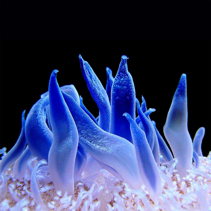 Blue Coral
