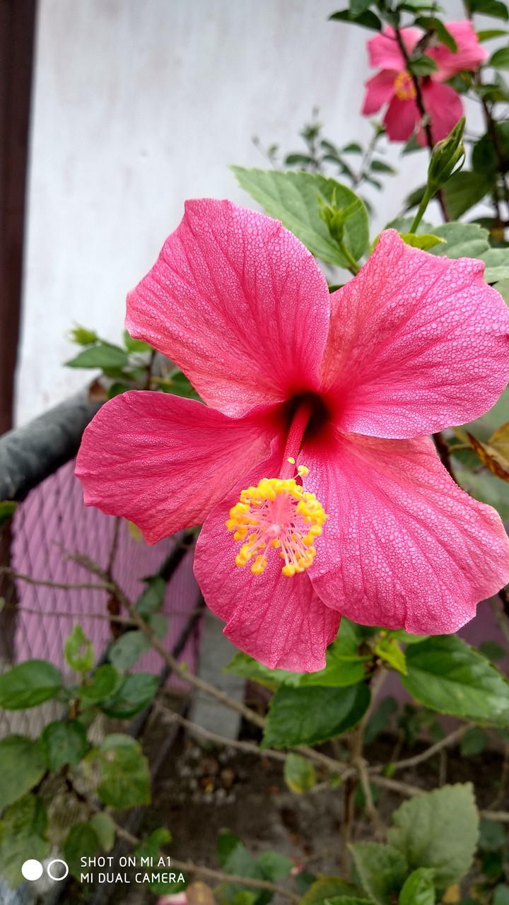 flower