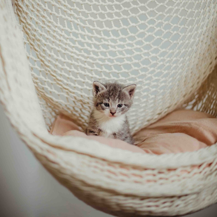 Kitten ? ❤️